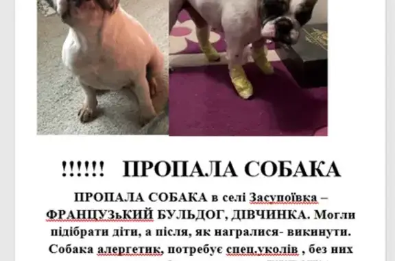 Зникла собака, Засупоївка, Київська область — біла, з рудою плямою на спинці, відзивається на Джесіку - photo