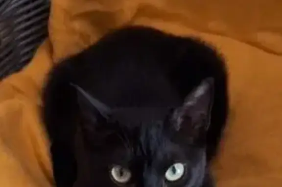 Gata negra completamente menos unos pelos blancos en la barriga , entre las patas traseras. Tiene chip y esra esterilizada . Edad menos de 2 años