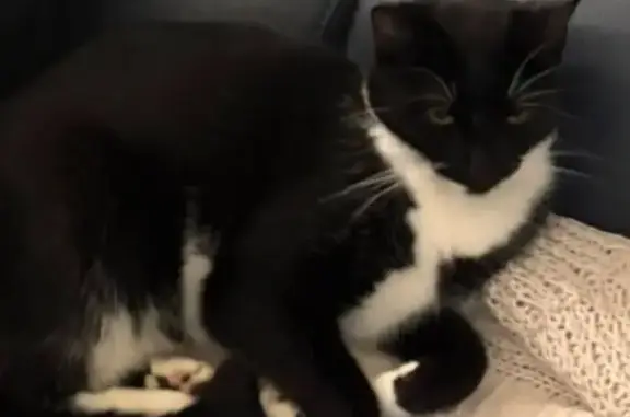 Lost cat, Broadstone Vista, 31, Mandurah - black and white female cat - photo