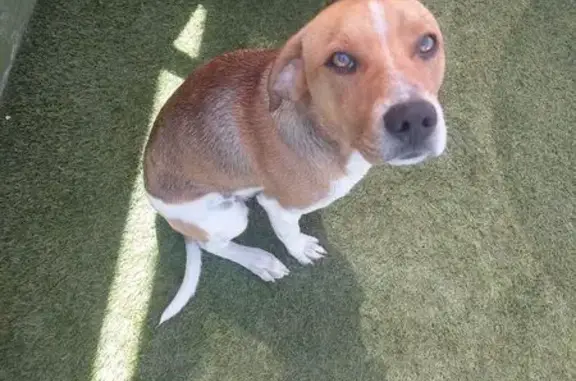 Mi perro salio de la masia no he sabido nada mas de el es macho marroncito manchas barriga tiene año algo lo busco perreras nada esta desaparecido alguien sepa que acuda ami gracias por mejs