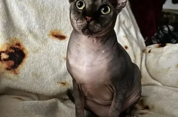 Lost cat, East Alexander Avenue, 1800, Merced — responds to his name - photo