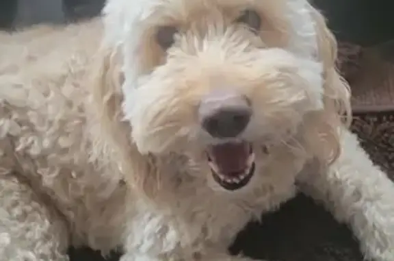 Lost dog, Caroline County Animal Control Shelter area, Virginia Beach - female Goldendoodle, white/cream curly coat - photo