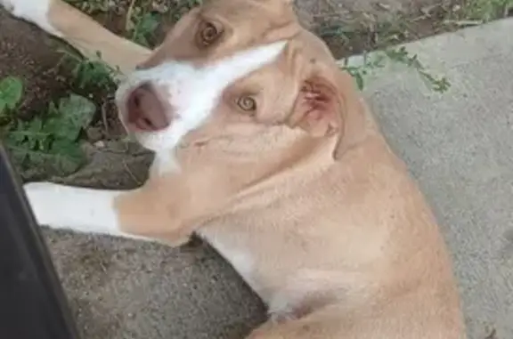 Lost dog, Nimitz Drive, 48, Billings - 7-month-old male puppy without a collar - photo