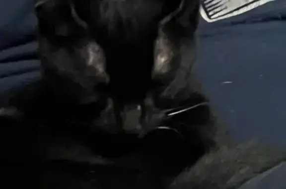 Missing cat Male, Oklahoma City (usl544599) - photo