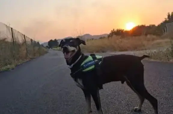 Perdido perro masculino, Librilla, Alcantarilla - pincher asustadizo con arnés verde fosforito - photo