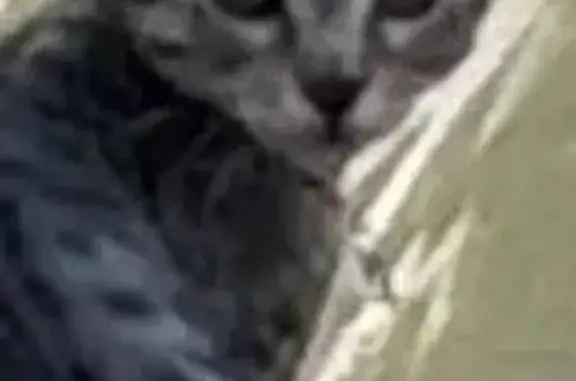 Lost cat, East Moreno Avenue, 936, Colorado Springs - very small, slender - photo