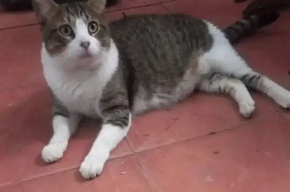 Gato encontrado La Linea de la Concepcion, foto: Encontrado gato hembra, Calle Jardines, 42, La Línea de la Concepción - gata grande y cariñosa
