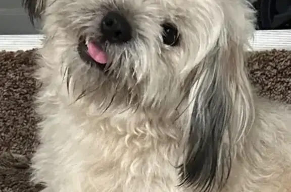 Lost dog, Lexington Avenue, Columbus — tan, fluffy, afraid of strangers - photo