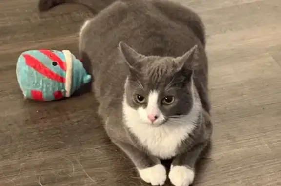 Lost cat, Strider Drive, 8623, Charlotte — blue collar, no name tag - photo