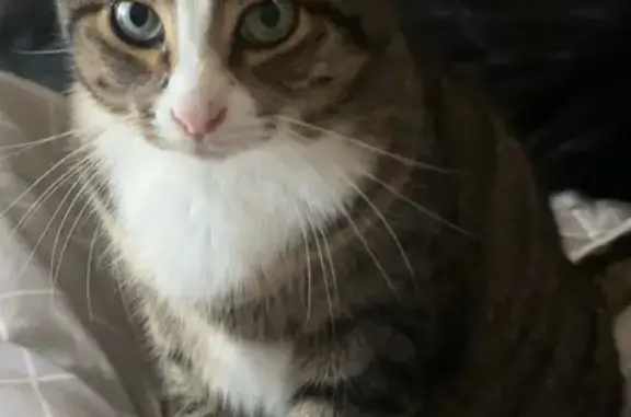 Lost cat, Rosewood Lane, 153, Lexington — clipped left ear, mostly white left back leg - photo