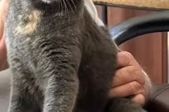 Lost cat, Telescope Avenue, 4674, Carlsbad - shy female with yellow eyes - photo