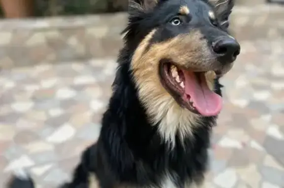 Perdido perro macho, Calle Alfredo Carrasco, 3667, Guadalajara, Tlaquepaque — esterilizado, un ojo azul y otro café - photo