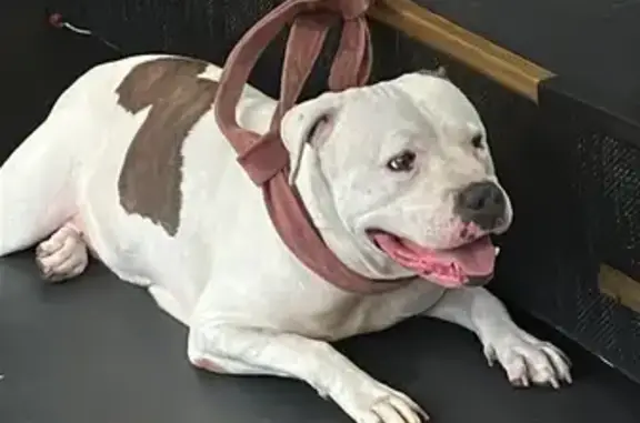 Found dog, North Gower Street,...