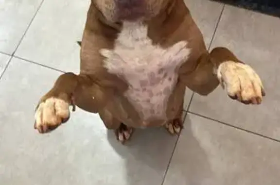 Encontrado cachorro, SP-332, k...