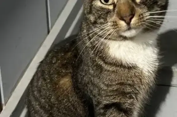 Lost cat, Armstrong Road, 139, Rochester - male, tabby, neutered, chipped - photo