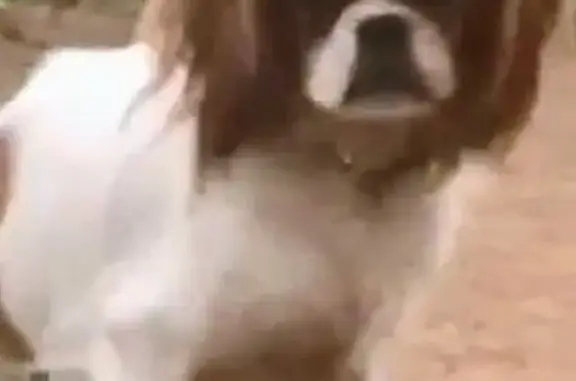 Lost dog, North Detroit Avenue, 5614, Portland - male - photo