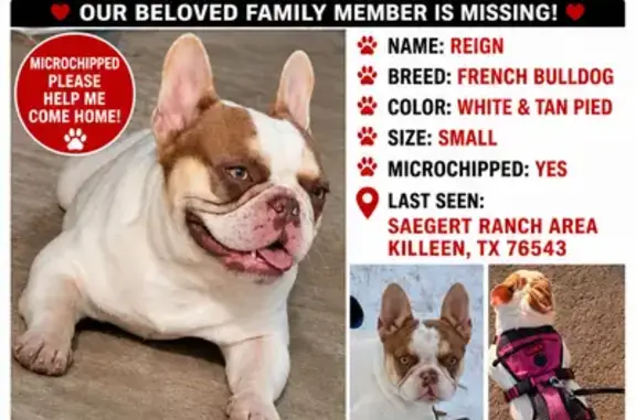 Lost dog, Charleston Court, 2107, Killeen — male - photo