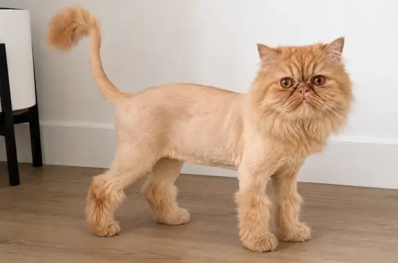 Lost cat, Hudson Street, 6127, Jurupa Valley - male Persian, orange hair - photo