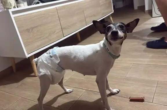 Encontrado perro hembra, Lugar...