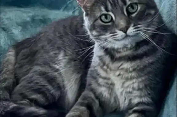 Missing cat Denver, photo: Lost cat, East Ithaca Place, 6641, Denver — grey tabby, shy