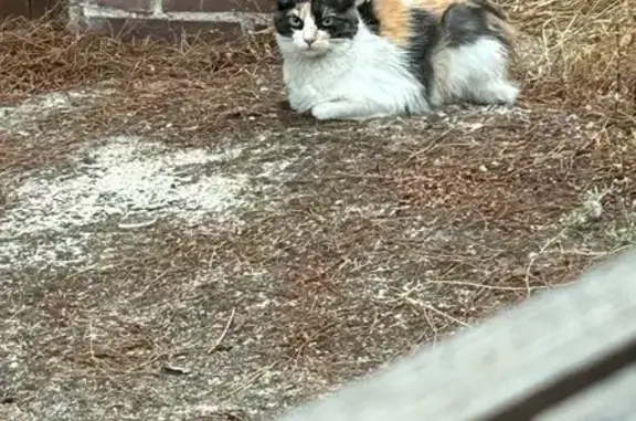 Búsqueda de mascotas, foto: Encontrado gato hembra, Calle Quinta de Praderon, 38, Galapagar