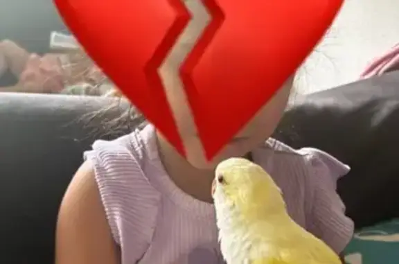 Lost pets Houston, photo: Lost bird, East Oltorf Street, 4404, Austin - bright yellow cream-colored Quaker bird