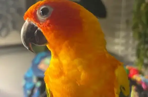 Lost bird, North Andover, Massachusetts, Milton - male with orange face and belly - photo
