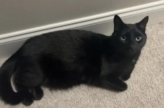 Lost cat, Astoria Court, 551, Independence - all black male cat, 7 years old - photo