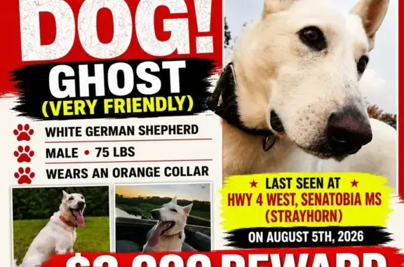 Lost dog, Mississippi 4, 3402, Savage — white, very friendly - photo