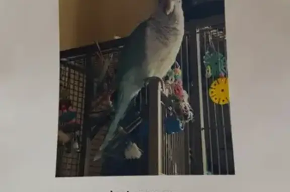 Lost bird, Berea Church Road, Connelly Springs — male, talks in phrases - photo