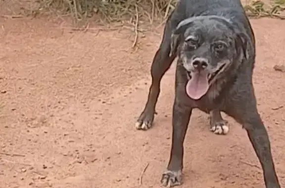 Perdido cachorro macho, Cotia, São Paulo - SRD tipo boiadeiro, 8 anos - photo