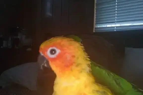 Lost bird, Bessemer Avenue, 6814, Dundalk - photo