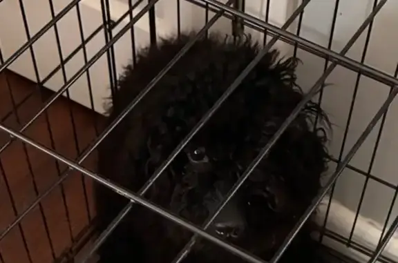 Missing dog Westland, photo: Lost dog, Julius Boulevard, 5010, Westland - black miniature poodle with a short tail