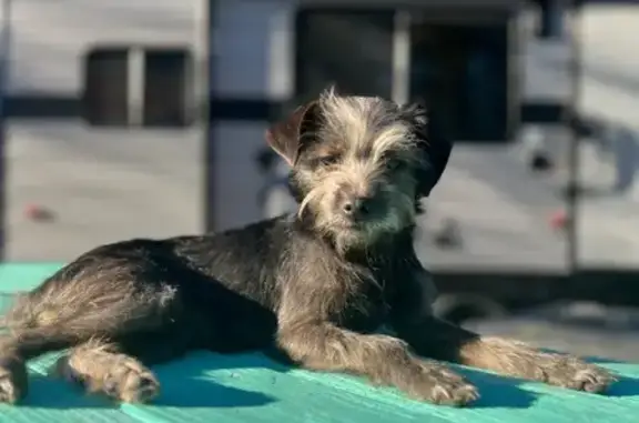 Lost dog, Hall Road, 2617, Shannon - female, yorkie terrier mixed with chihuahua - photo