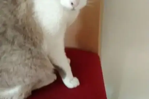 Perdido gato hembra, Avinguda de Sant Bernat Calbó, 42, Reus — se perdió al sacar el coche del garaje - photo