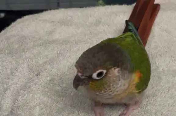 Lost bird, Logan Avenue, 88, Jersey City — male, pink feet - photo