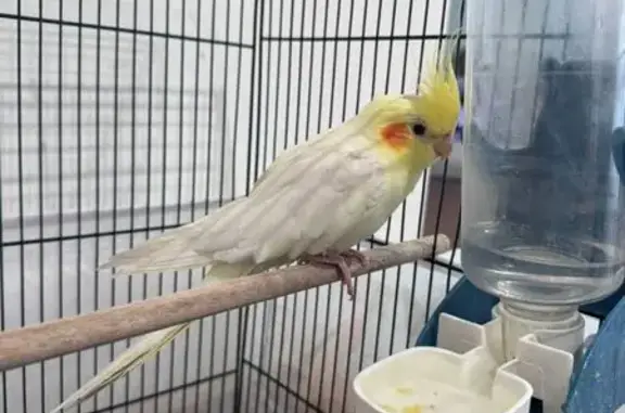 Lost bird, Princes Highway, 217, Narre Warren North - photo