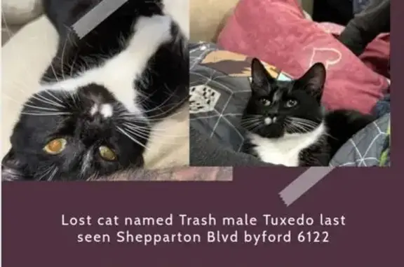 Lost cat, Medea Street, Byford, Mundijong - male tuxedo with half a white moustache - photo