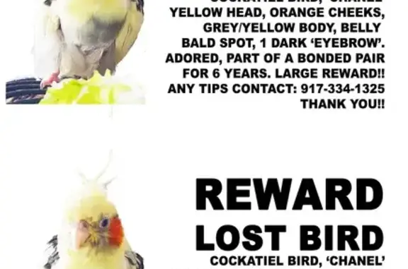 Lost bird, Seneca Avenue, 4-75, Queens - female with a bald spot on belly and one eyebrow over the left eye - photo