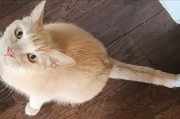 Lost cat, Caledon Court, 18, Caledonia - male, creamy sandy ginger coat, white tip on tail - photo