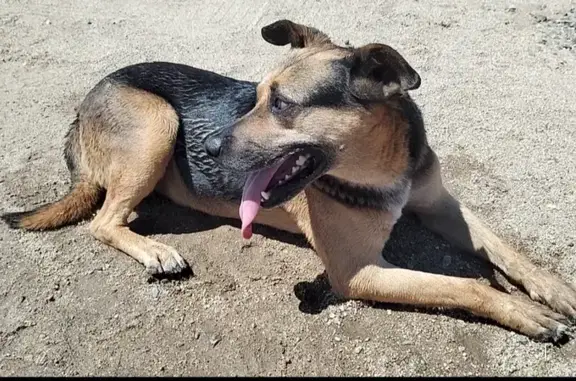 Encontrado perro macho, Rancho...
