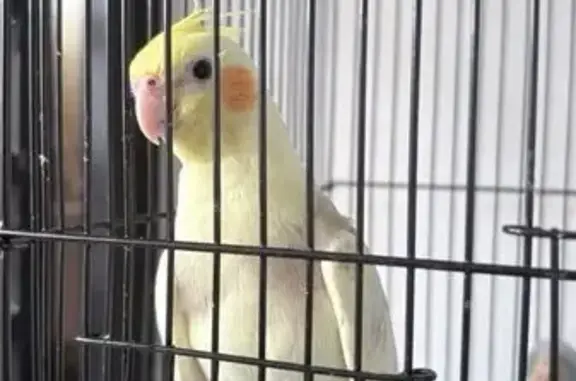Lost and found pets Singapore, photo: Lost Bird, Tampines Street 21, Singapore - 2 month old, orange cheeks