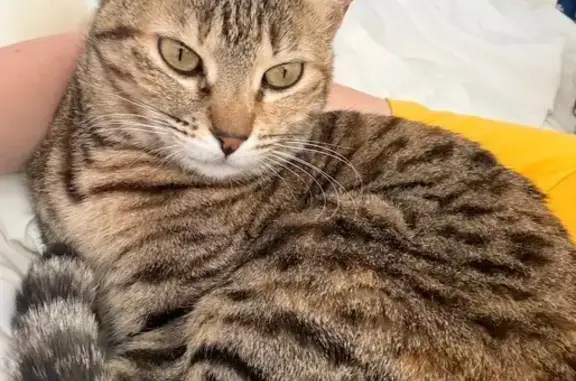 Lost pets London, photo: Lost cat, Wyatt Close, Ickleford, London — small female golden-brown ticked tabby