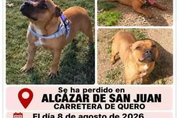 Perdido perro hembra, Carretera de Quero entre el km 2 y el 3, Alcázar de San Juan - tiene chip - photo