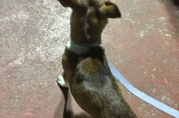 Búsqueda de mascotas, foto: Encontrado perro macho, Avenida Ingeniero Eduardo Molina, 6730, Mexico City - café con blanco, raza pequeña