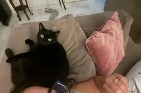 Perdido gato hembra, Calle Costa del Sol, 284, Jerez de la Frontera - gata negra y tímida - photo