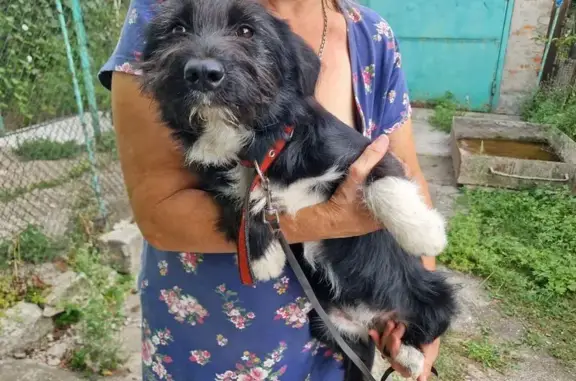 Знайдено собаку Хмільник, фото: Знайдена собака, вулиця В'ячеслава Чорновола, 66, Хмільник — дівчинка з червоним ошийником і обірваним чорним повідком