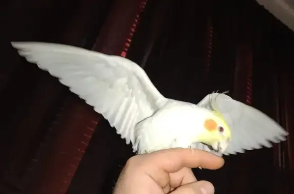Lost bird, Mobile Drive, 52, Thomasville — bright yellow head with orange cheeks - photo