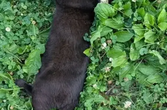 Lost cat, East 46th Street, 7904, Indianapolis — all black male, 1 year old - photo