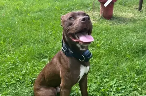 Lost dog, Jefferson Court, 36715, Farmington Hills - male, gray collar, white chest - photo